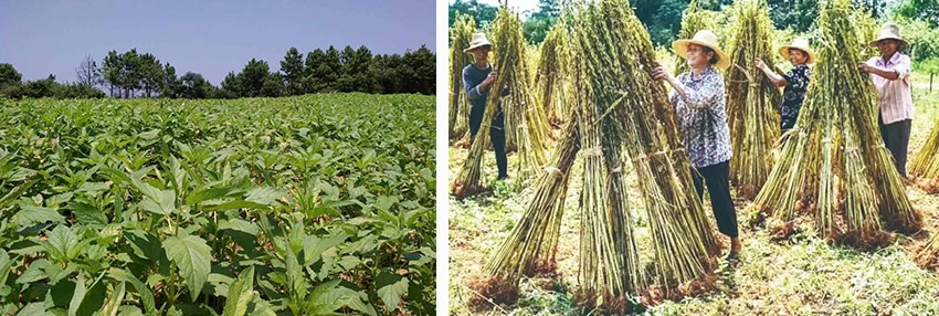 1642995617169243.jpg 6.jpg