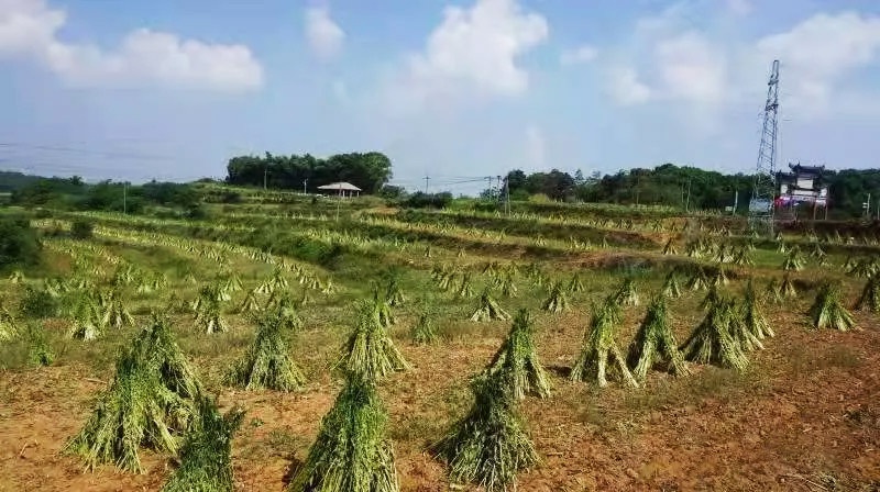 1643176408215589.jpg 1.jpg